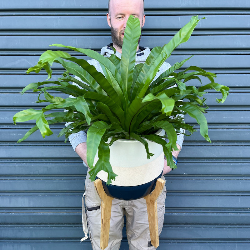large birds nest fern Asplenium Bird's Nest Fern - Large