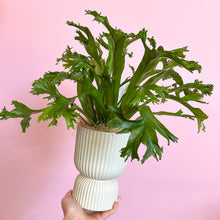 Load image into Gallery viewer, Asplenium Crissie potted house plants
