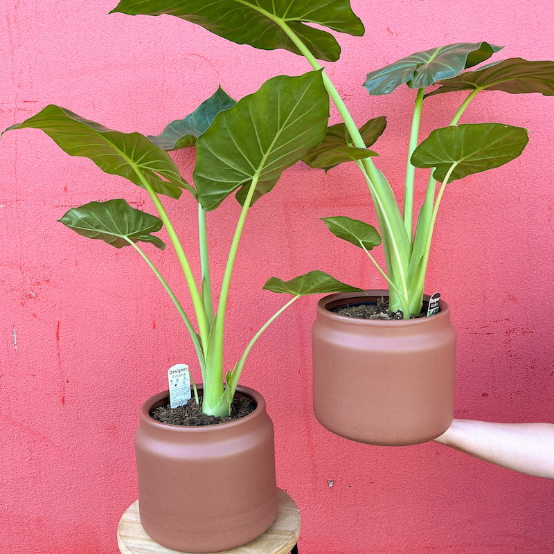 Alocasia Macrorrhizos 170mm - Giant Elephant Ear