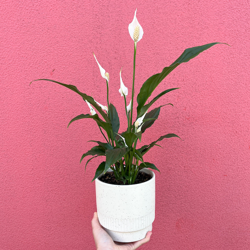 Potted Peace Lily Plant - 120mm pot