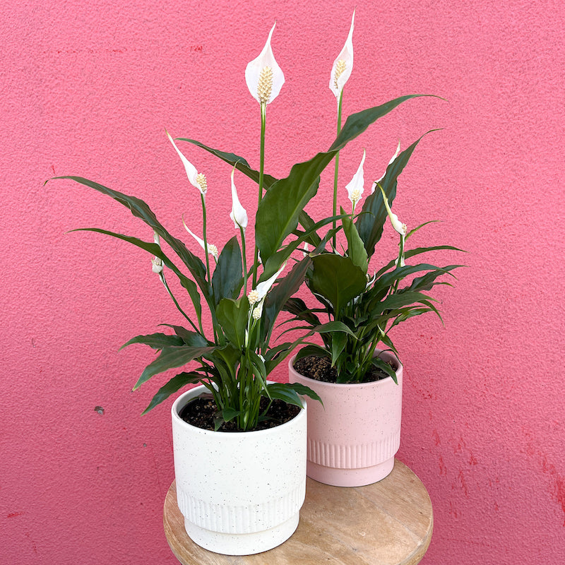 Potted Peace Lily Plant - 120mm pot