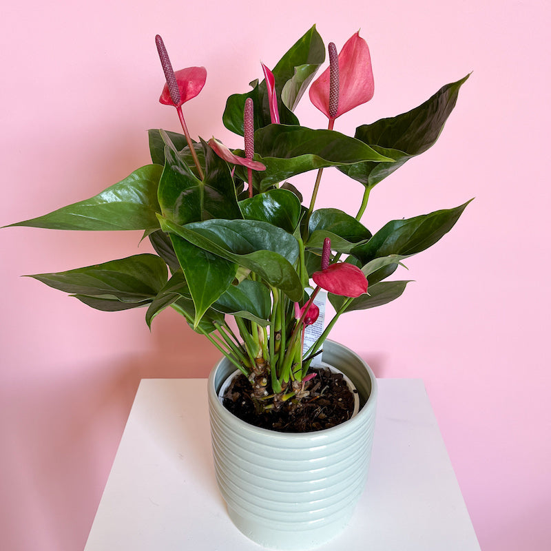 anthurium melbourne Anthurium House Plants | Melbourne Plants