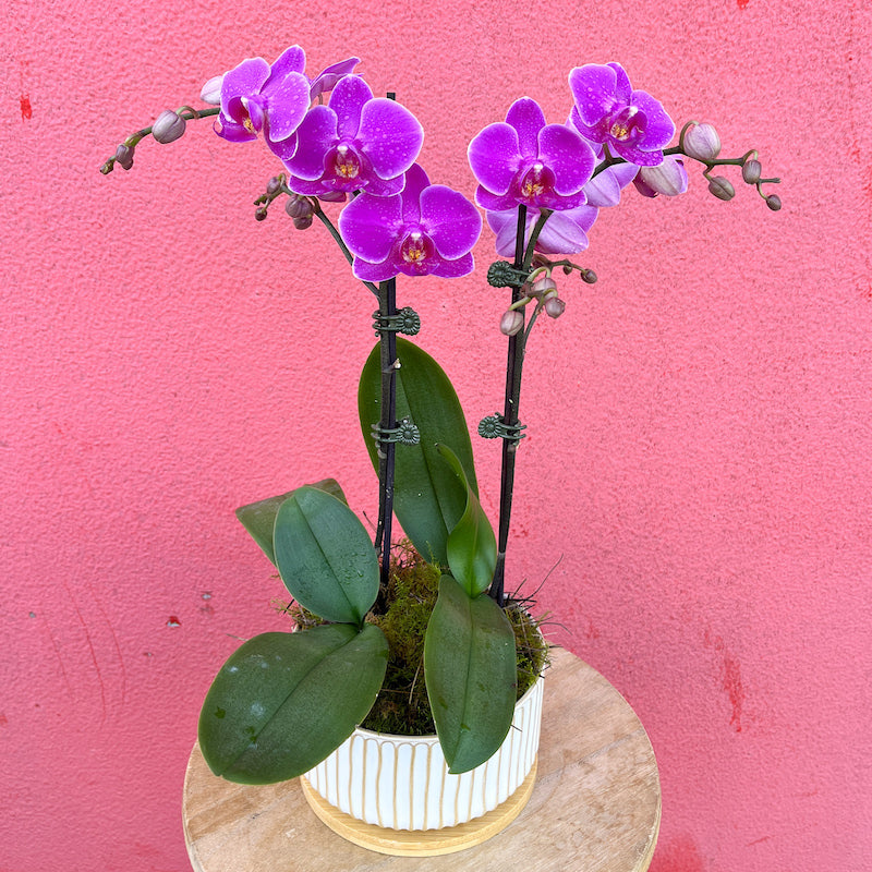 Double Mini Phalaenopsis