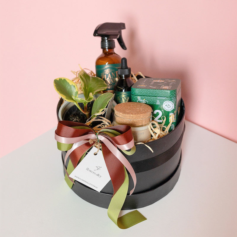 indoor plant delivery melbourne Plant Gift Hampers | Hampers with Plants