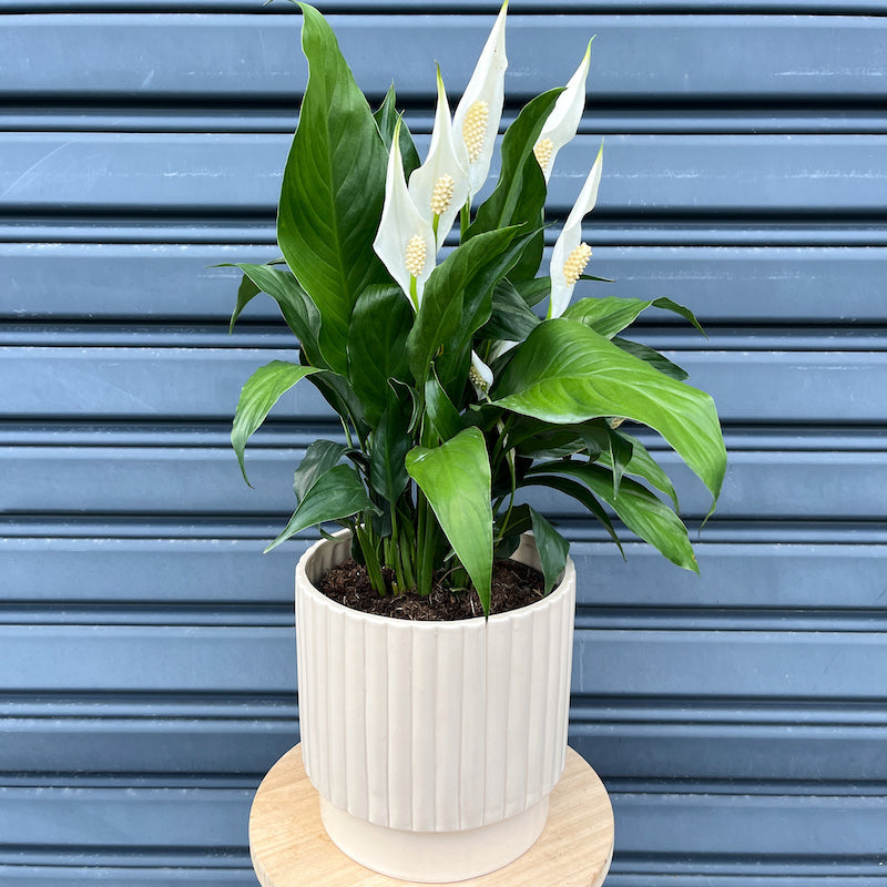 peace lily plant large
