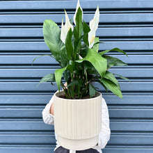 Load image into Gallery viewer, peace lily potted plant large
