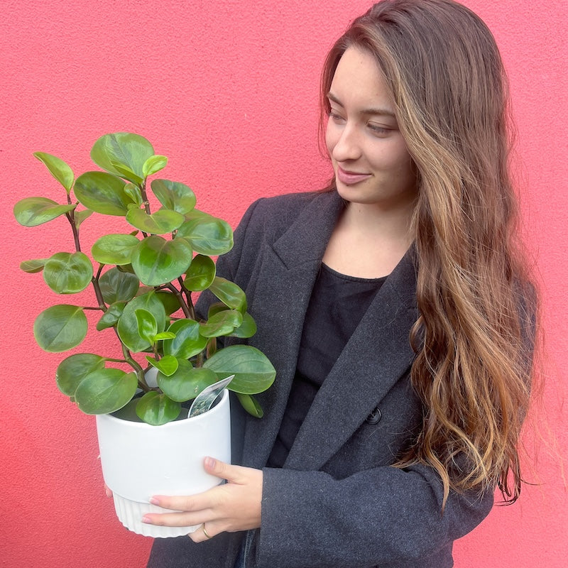 Peperomia plant melbourne delivery
