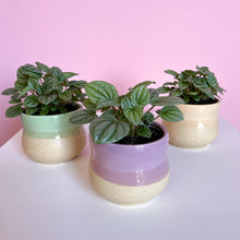 Load image into Gallery viewer, Peperomia Moonlight Potted Plants
