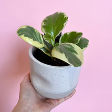 Load image into Gallery viewer, Peperomia Obstusifolia Variegata 95mm
