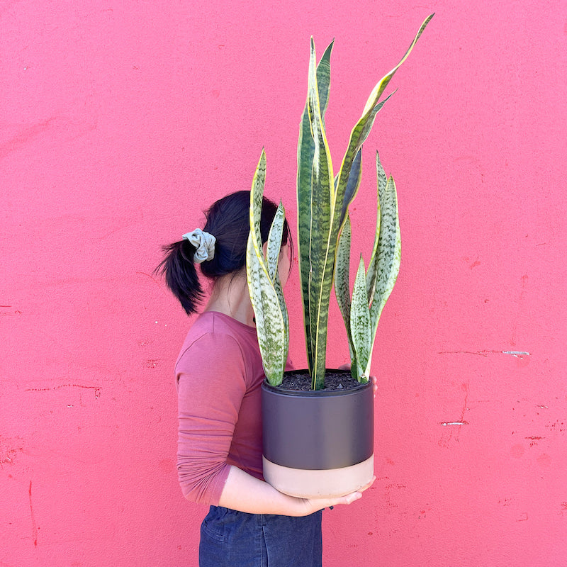 buy snake plant melbourne Snake Plant 190mm | Good Luck Plant
