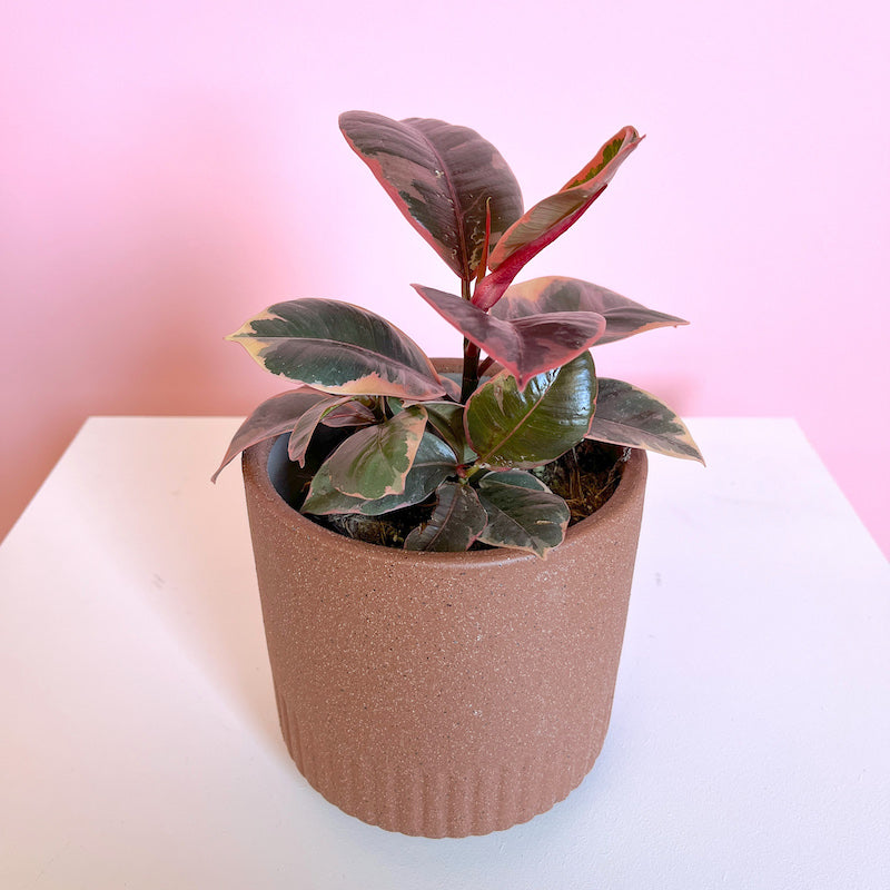 potted plants melbourne Plants Delivery | Ficus Elastica Ruby Potted Plants