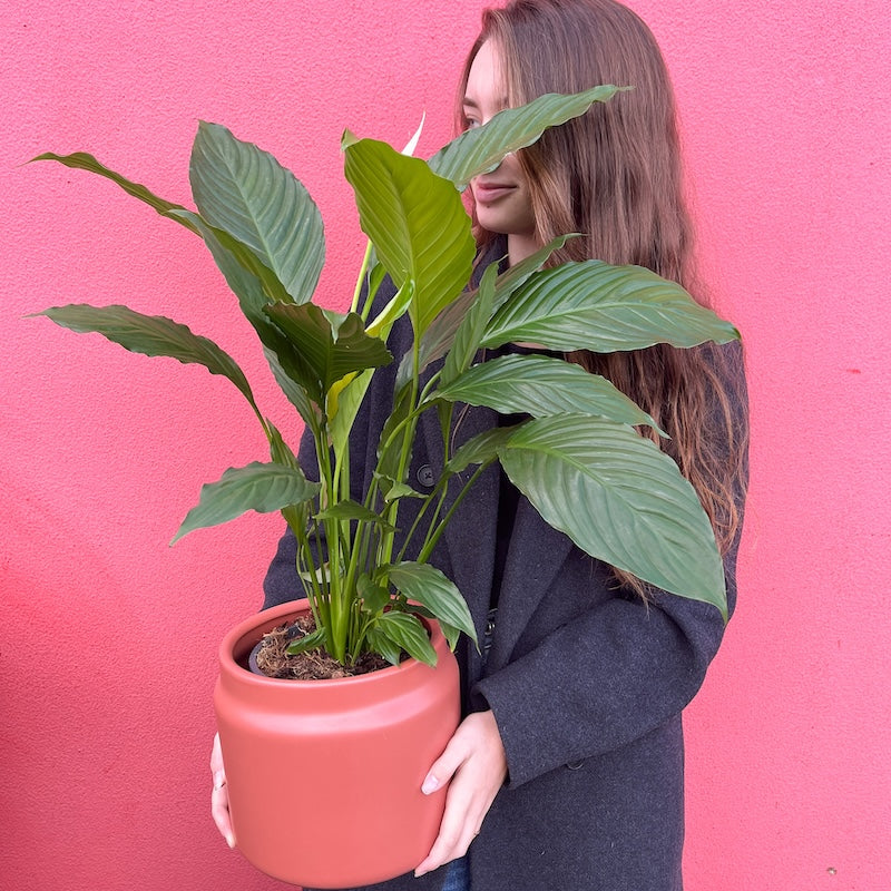 peace lily spathiphyllum 170mm