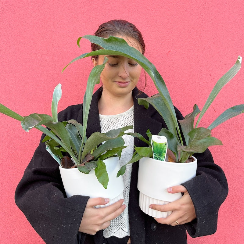 Staghorn Fern 140 mm