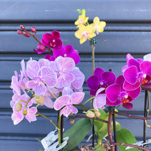 Load image into Gallery viewer, mini phalaenopsis orchid plant assorted
