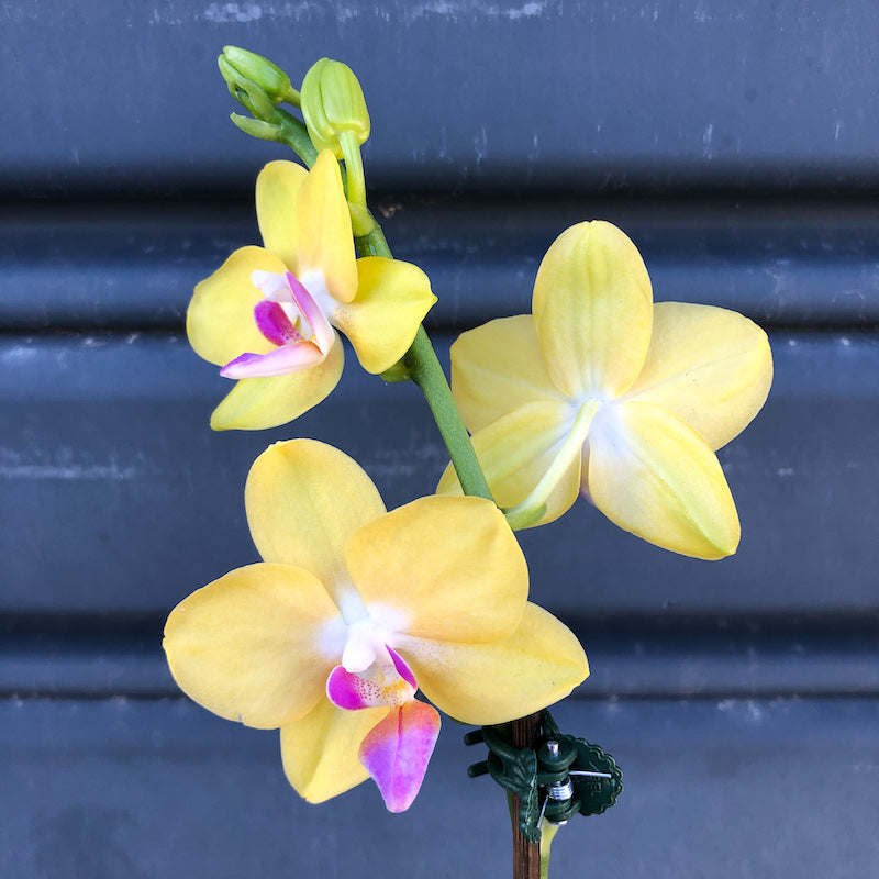 mini phalaenopsis orchid plant yellow