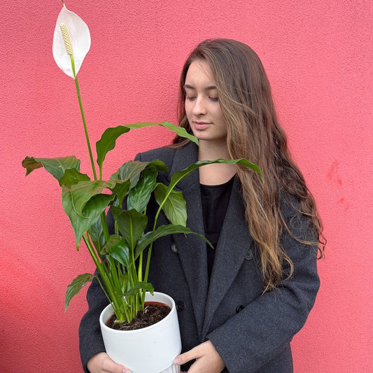 Indoor plant delivery Melbourne - potted peace lily from Flowers Alley