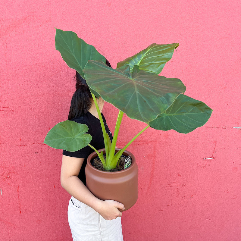 Plant Delivery Melbourne