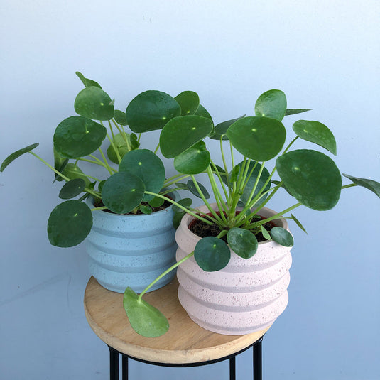 Flower Delivery Carnegie Flowers Alley flowers alley