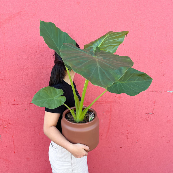 elephant ear plant perth Alocasia 200mm