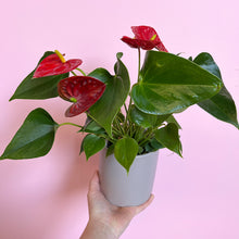 Load image into Gallery viewer, Anthurium Potted Plant

