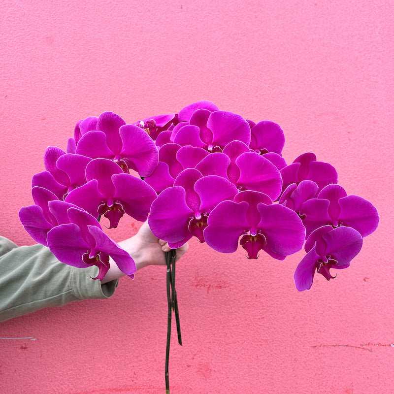 Phalaenopsis Orchid Wrap
