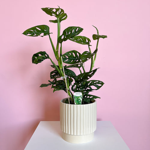 Potted Monstera Plants 180mm