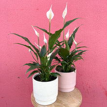 Load image into Gallery viewer, Potted Peace Lily Plant - 120mm pot
