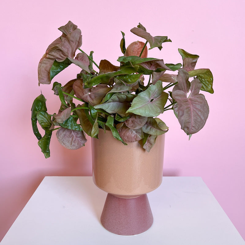 Syngonium indoor plants delivery melbourne