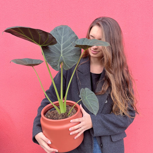 alocasia regal shields 