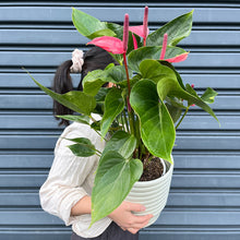 Load image into Gallery viewer, anthurium indoor plants large

