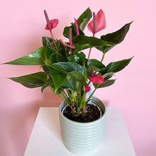 Load image into Gallery viewer, Anthurium potted Plant large
