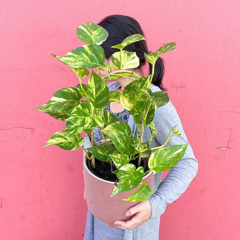 devils ivy 180mm in a pot
