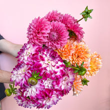 Load image into Gallery viewer, seasonal flowers dahlia
