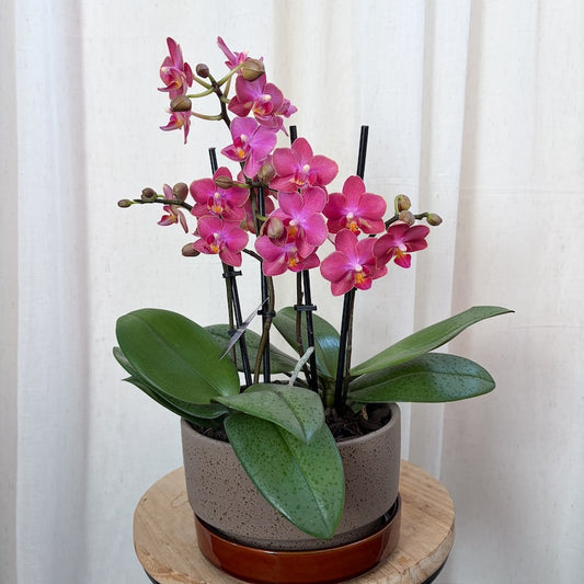 Double mini phalaenopsis orchid plant with two stems in a ceramic pot