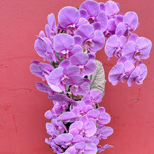 Load image into Gallery viewer, Phalaenopsis Orchid Wrap
