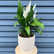 Load image into Gallery viewer, peace lily plant large
