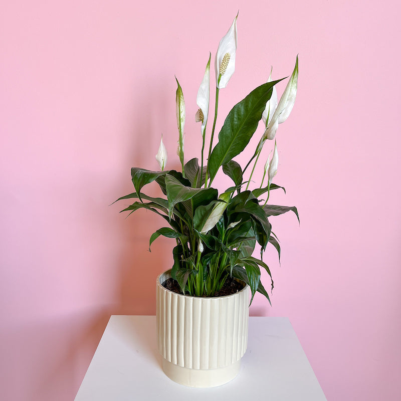 Potted Peace Lily Plants - 190mm pot