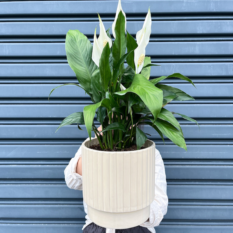 peace lily potted plant large