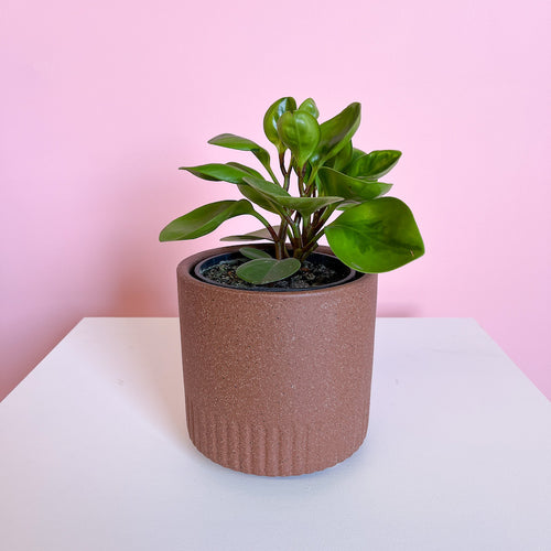 Peperomia plant melbourne delivery