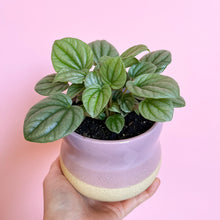 Load image into Gallery viewer, peperomia moonlight in a pot
