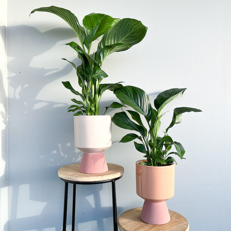 Potted Peace Lily Plant - 125mm pot