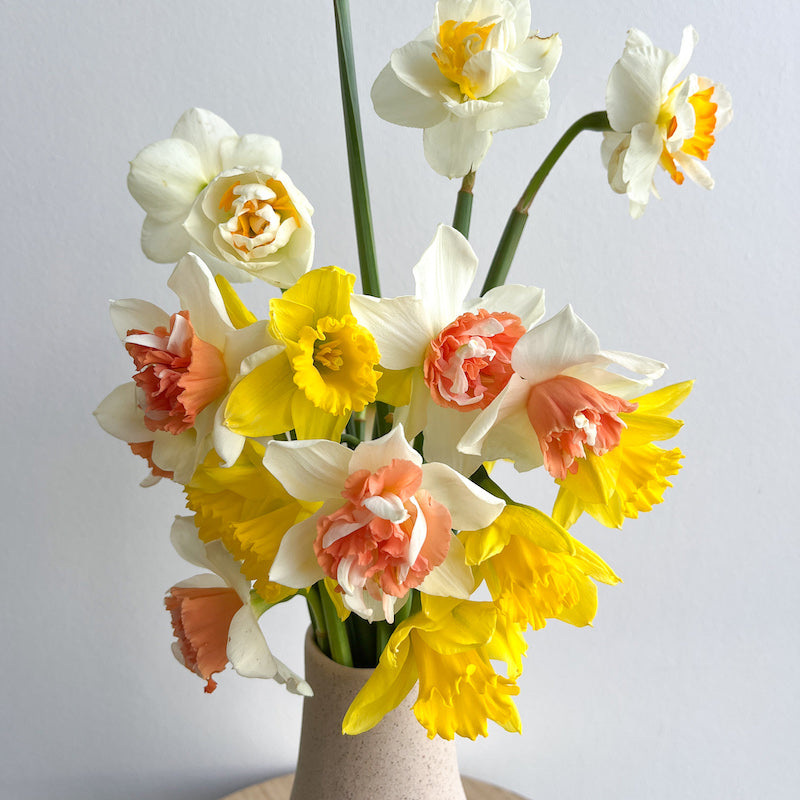 Little Daffodils Sunshine