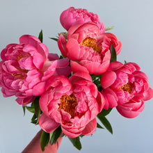 Load image into Gallery viewer, vibrant colour peonies

