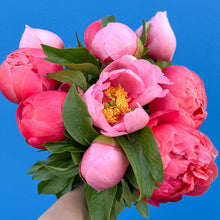 Load image into Gallery viewer, fresh peonies flowers bunch bouquet melbourne delivery
