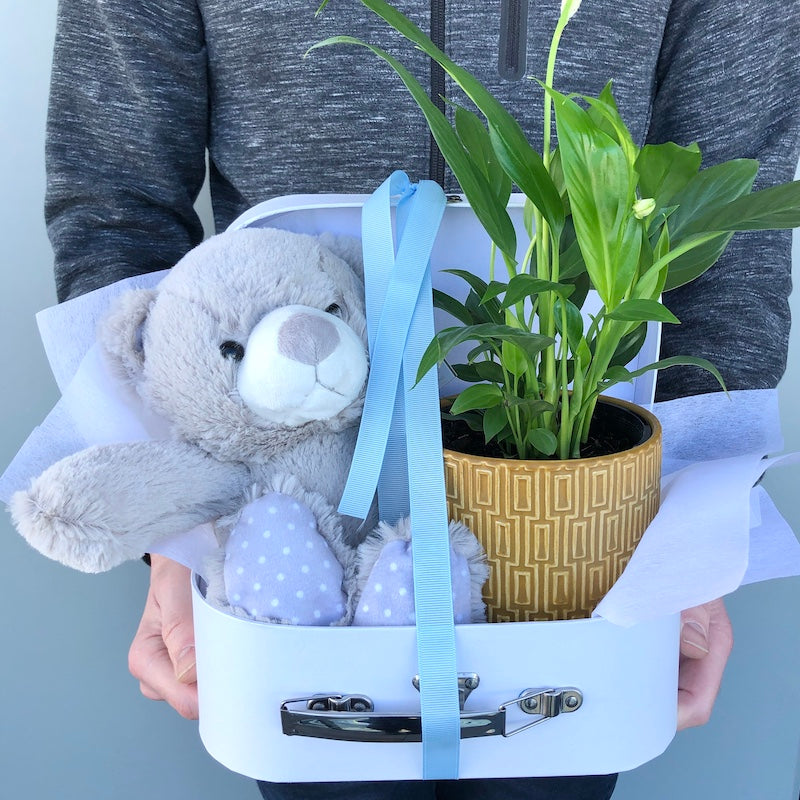 peace lily plant hamper with a teddy
