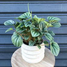 Load image into Gallery viewer, indoor plant peperomia moonlight
