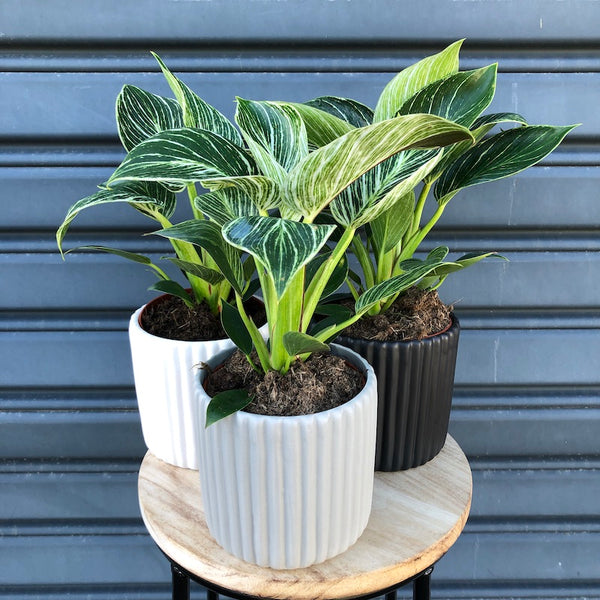 Plant Delivery | Philodendron Birkin