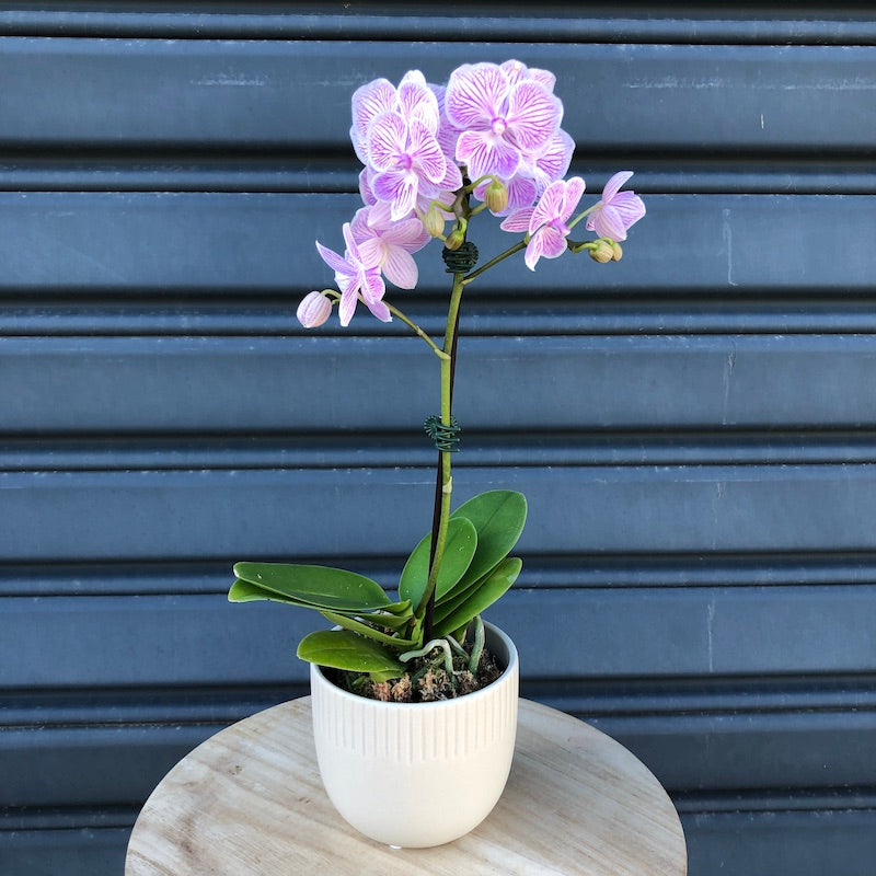     mini phalaenopsis orchid plant