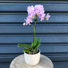 Load image into Gallery viewer,     mini phalaenopsis orchid plant
