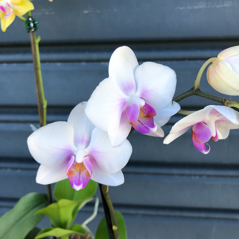 mini phalaenopsis orchid plant geisha
